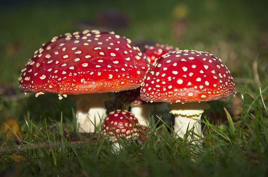 La amtamoscas (tóxica). Muy llamativa, de color rojo y manchas blancas como las de los Pitufos, la 'amanita muscaria' es muy tóxica. Daña al hígado y los intestinos.