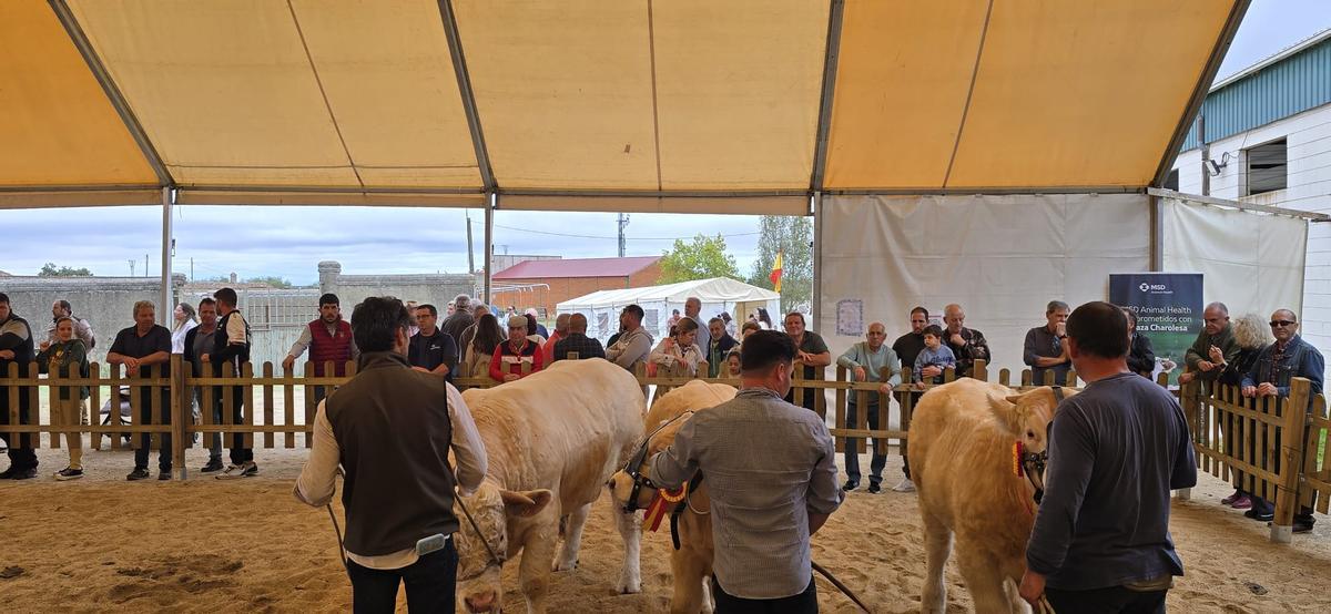 Concurso morfológico de la última edición de la Feria de Albalá.