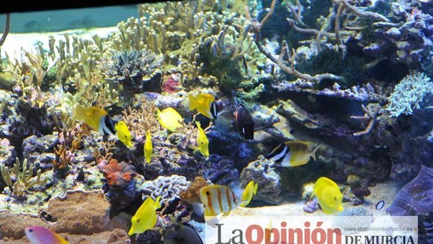 Visita al Acuario de la UMU