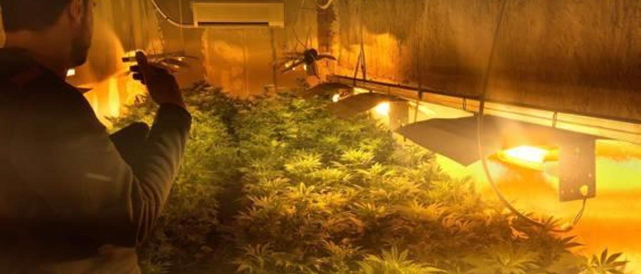 Segundo hallazgo en Alcàntera de una plantación de marihuana en solo 9 días