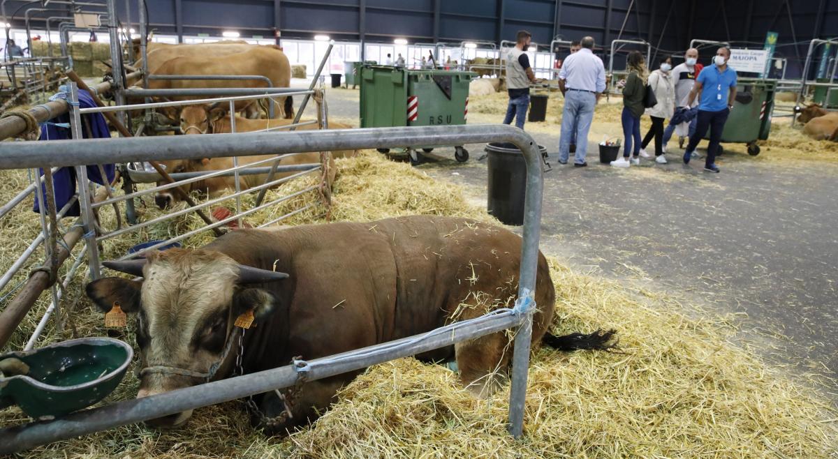 Ganado en el mercado de Pola de Siero