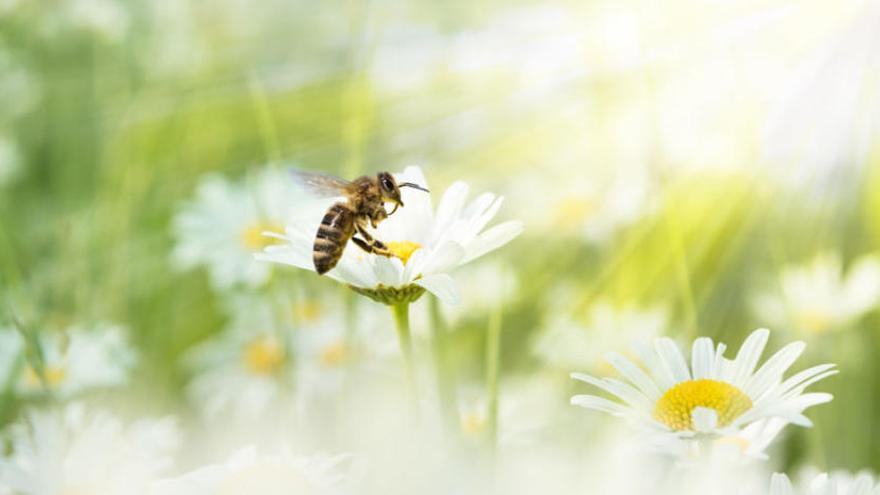 Las abejas forman parte del grupo de especies polinizadoras.