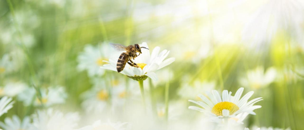 Las abejas forman parte del grupo de especies polinizadoras.