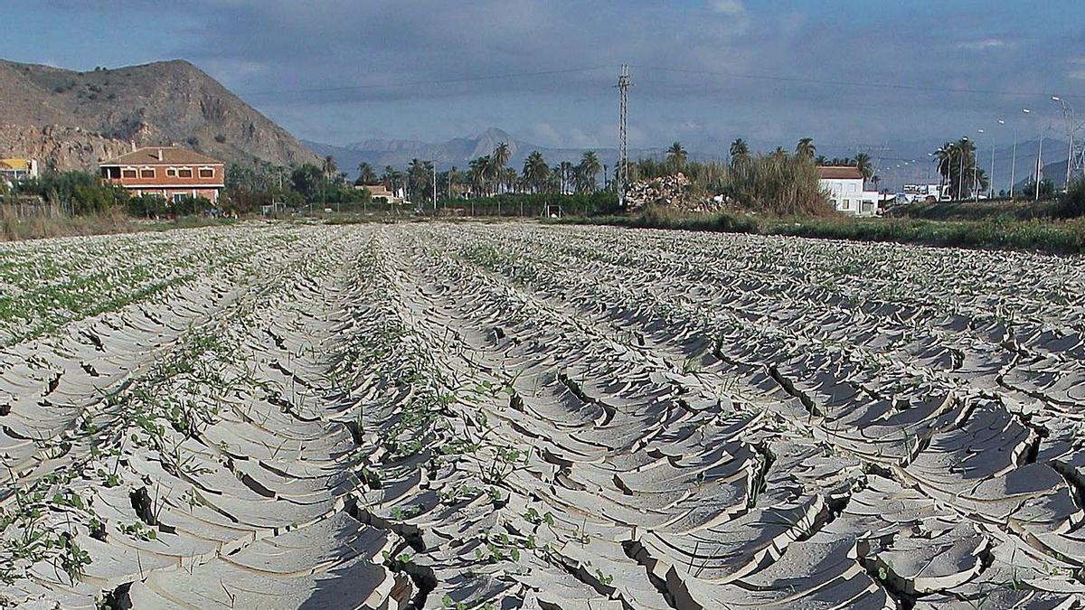 Un campo de la localidad alicantina de Orihuela, en el año 2019.