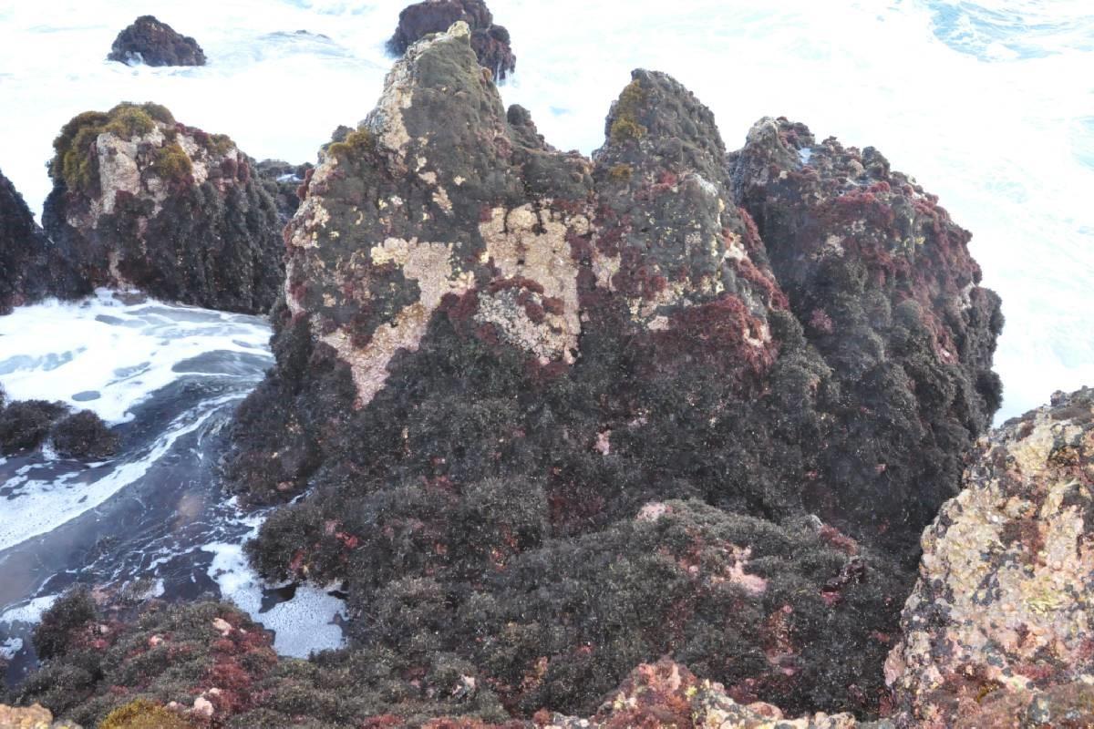 Imagen de unas macroalgas que han colonizado varias rocas.