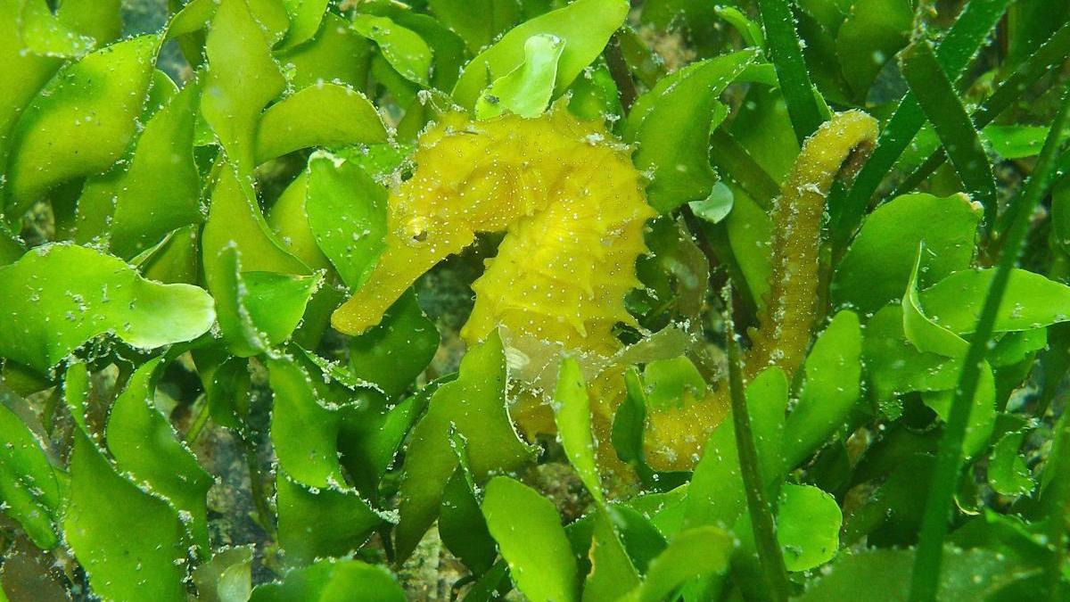 El Mar Menor pierde más de 45.000 caballitos en dos años