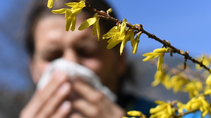 Heuschnupfen-Saison auf Mallorca hat begonnen: Welche Pollen aktuell fliegen
