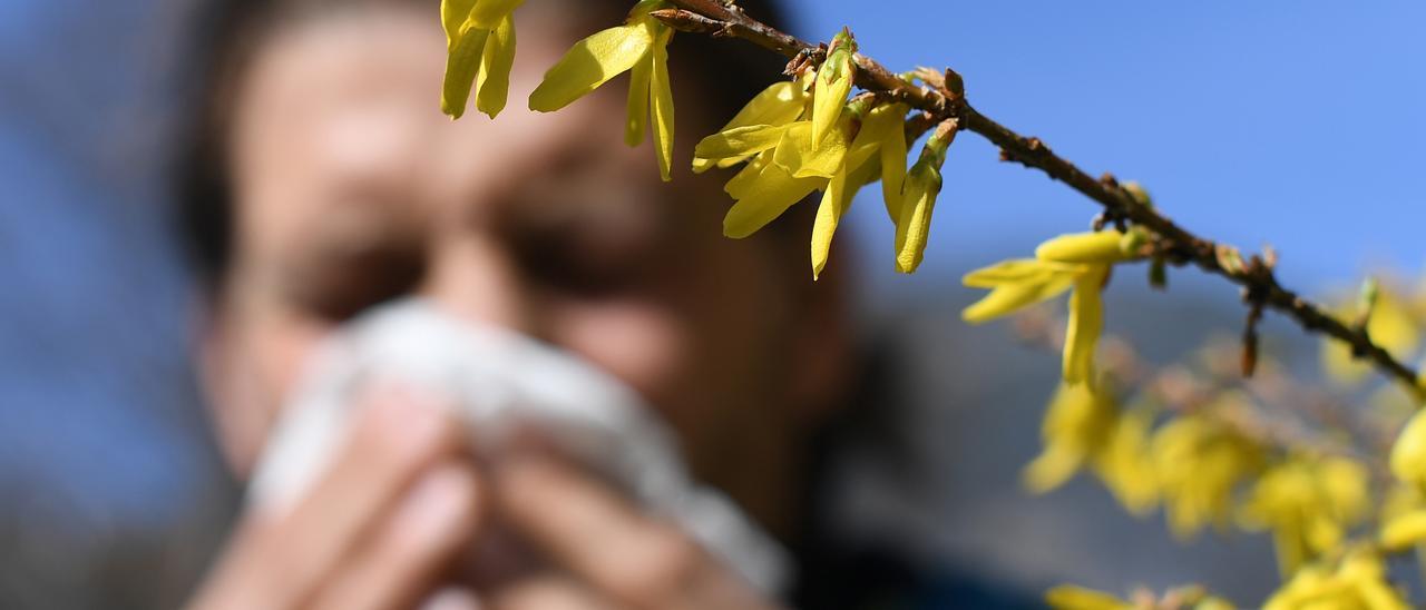 Die Heuschnupfen-Saison auf Mallorca hat begonnen, die ersten Pollen sind bereits unterwegs.