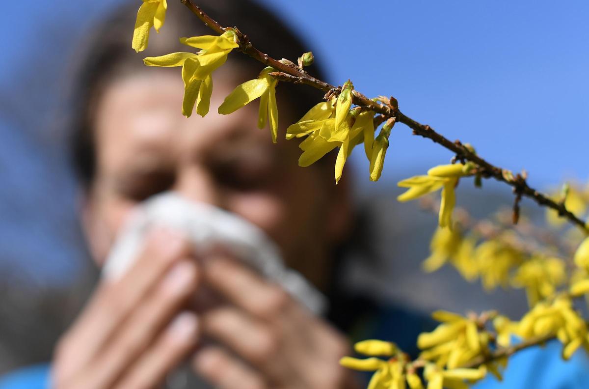 Die Heuschnupfen-Saison auf Mallorca hat begonnen, die ersten Pollen sind bereits unterwegs.