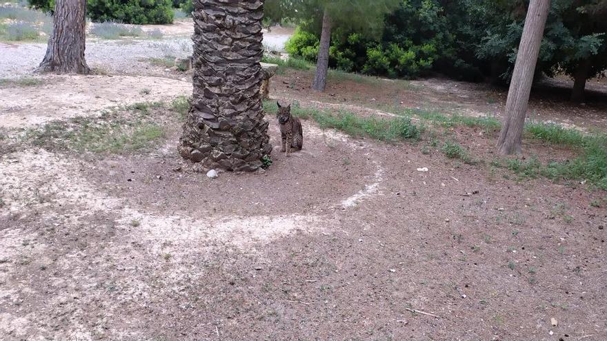 Tejo, el lince capturado en Lorca tras perder nueve kilos por desnutrición.