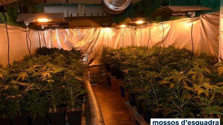 En el pis s´hi van trobar 166 plantes de marihuana.