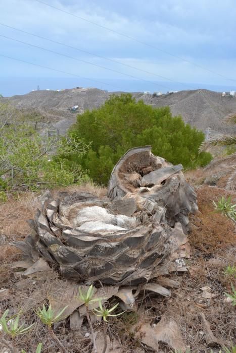 PALMERAL ENFERMO EN EL LAZO Y EL FONDILLO