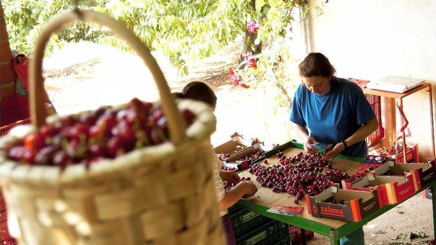 El Valle del Jerte se tiñe de rojo