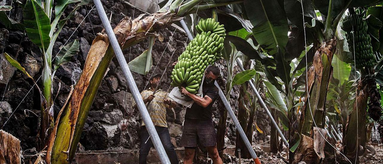 Dos agricultores cubiertos de ceniza por el volcán recogen piñas de plátanos con la podona en La Palma. | |