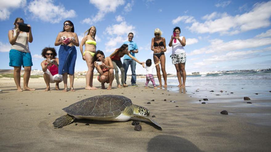 Fuerteventura libera un ejemplar de tortuga verde en Playa Blanca