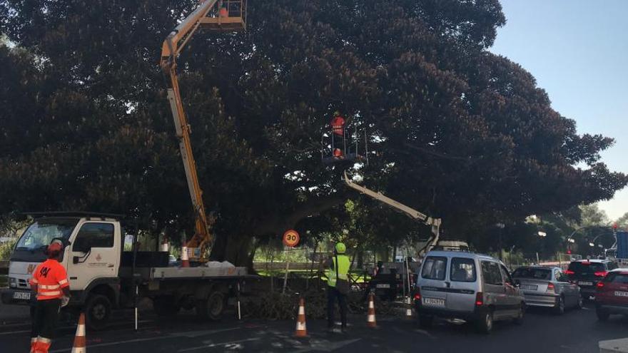 Los jardineros podan el ficus de Serranos tras el cierre al tráfico de Petxina