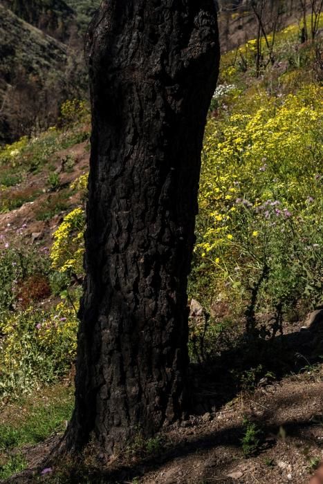 Alerta de incendio en Gran Canaria