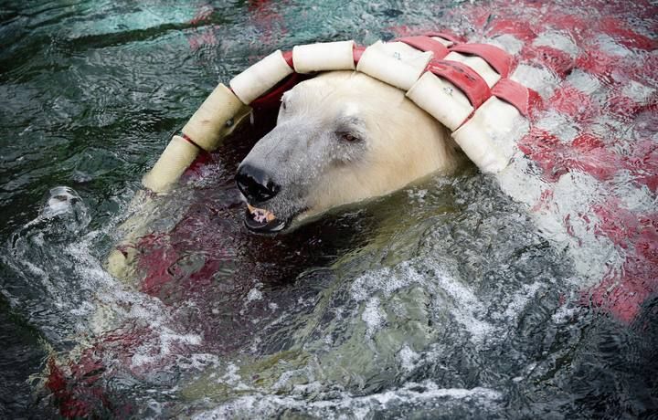 Las 15 fotografías de animales más curiosas del 2015