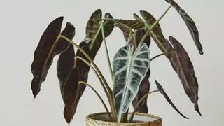 La Alocasia: la planta perfecta para los amantes de la decoración con plantas grandes