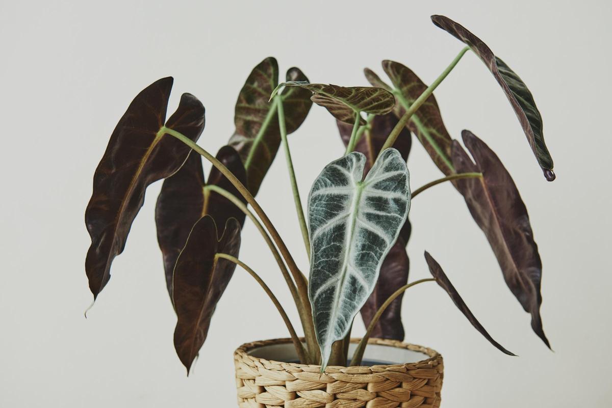 Descubre todo sobre la Alocasia, la planta de interior que puede llegar a crecer hasta cinco metros de altura