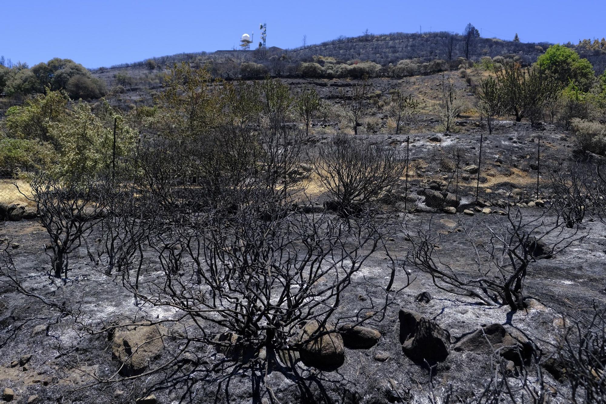 Incendio en la Cumbre de Gran Canaria: después del fuego viene la calma