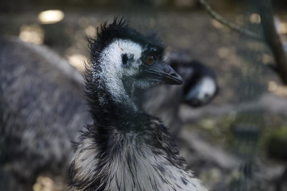 El parque Isabel la Católica supera las 600 aves