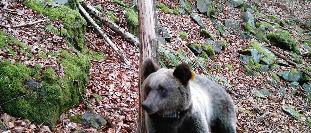 La hembra cuando fue devuelta a Larón (Cangas del Narcea) en agosto de 2011.