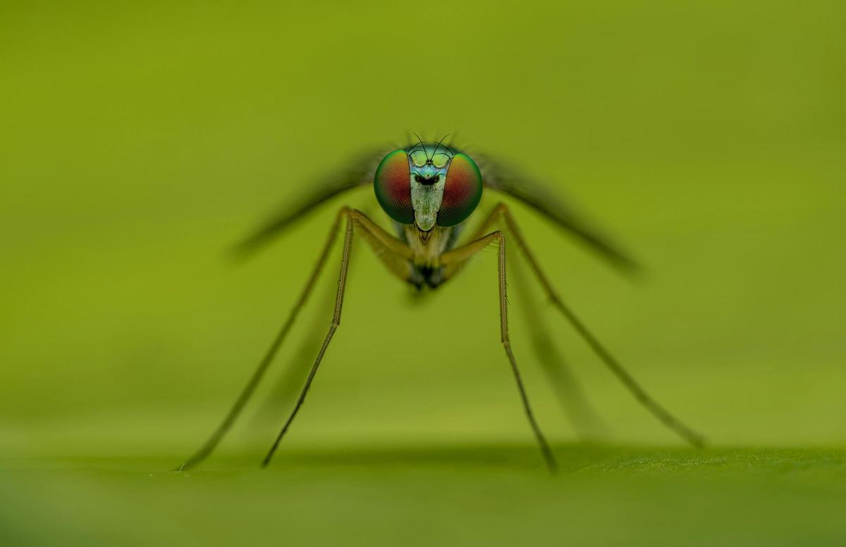 La razón por la que los mosquitos van a la luz.