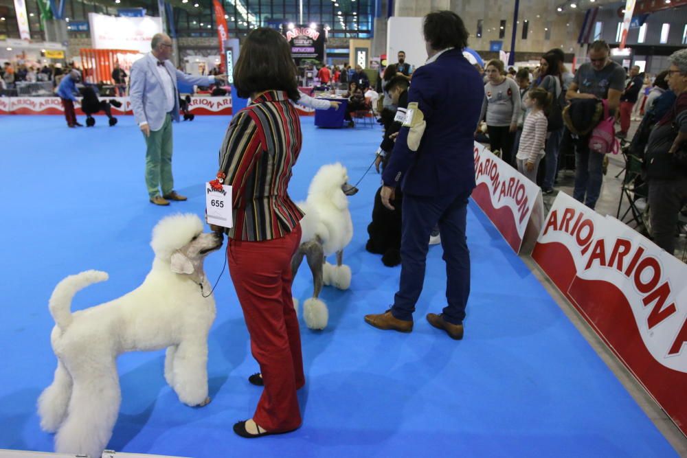 6º Salón del Animal de Compañía Mi Mascota