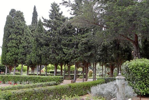 In den Jardines von Marivent: alte Bäume, organische Formschnitte und viel Grün. Ein botanischer Rundgang mit der Gartenarchitektin Erika Könn.