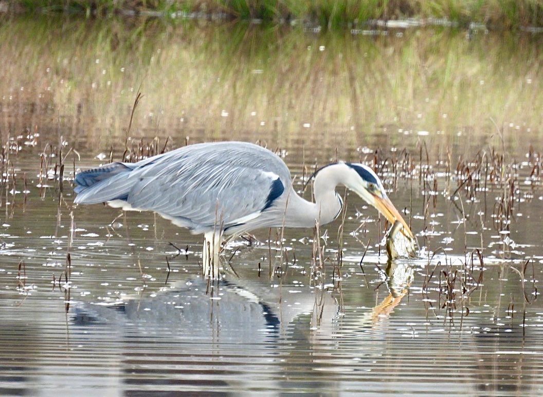 En imágenes: la lucha por sobrevivir de una anguila pescada por una garza en la ría de Villaviciosa