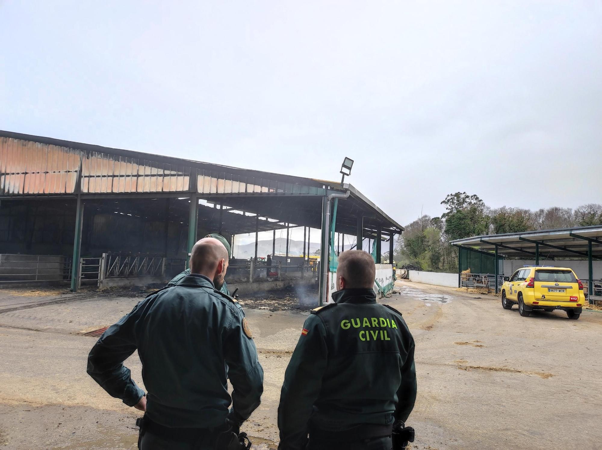 En imágenes: El fuego devora una nave ganadera en Otur (Valdés) y causa daños a un centenar de vacas