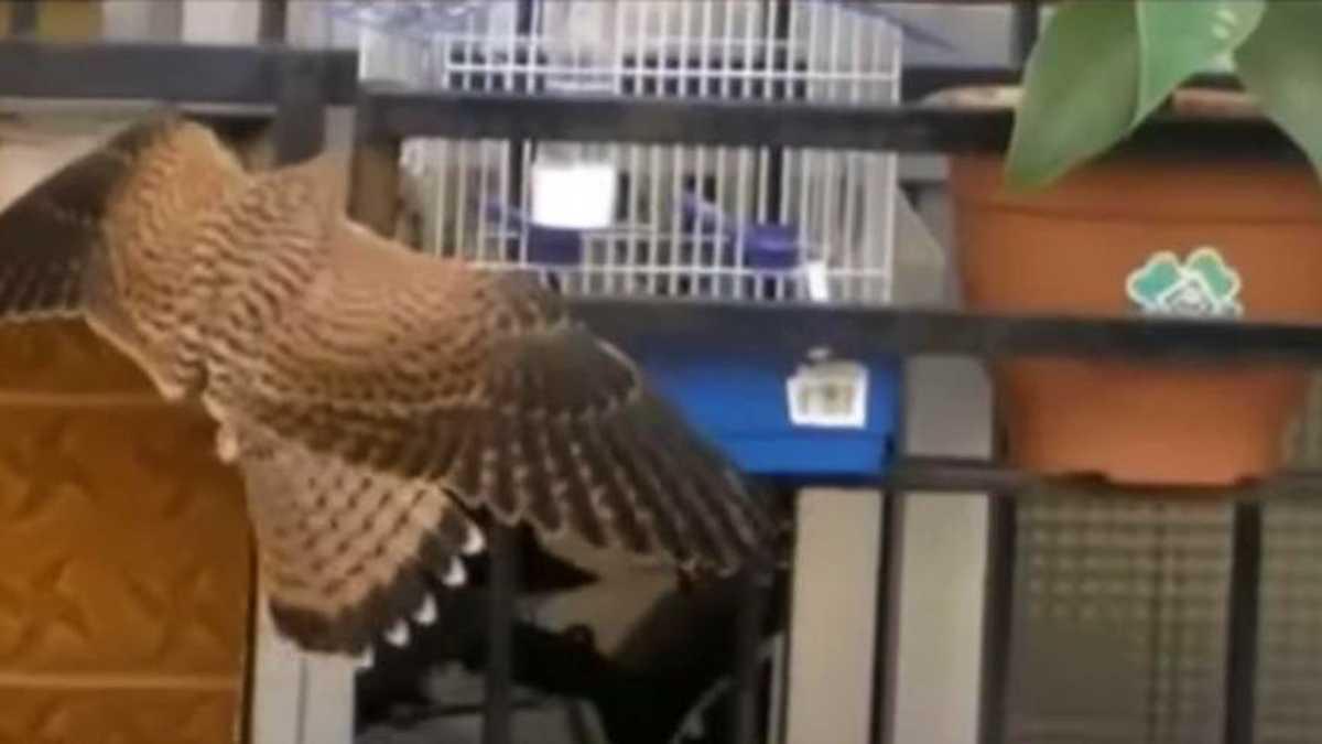 Un cernícalo atacando a un canario en su jaula