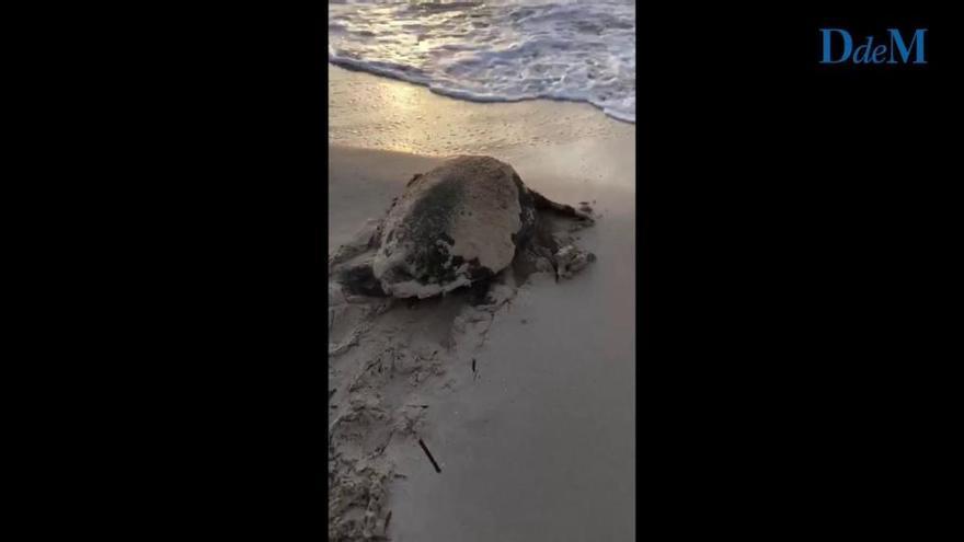 Una tortuga marina pone huevos por primera vez en una playa de Menorca