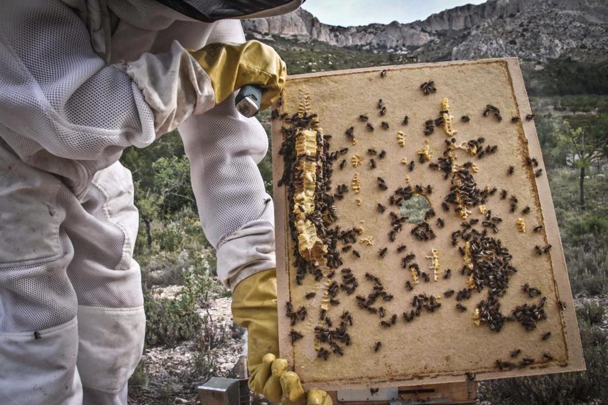 La fumigación contra la Xylella acaba con el 30% de los panales de abejas de la provincia de Alicante.