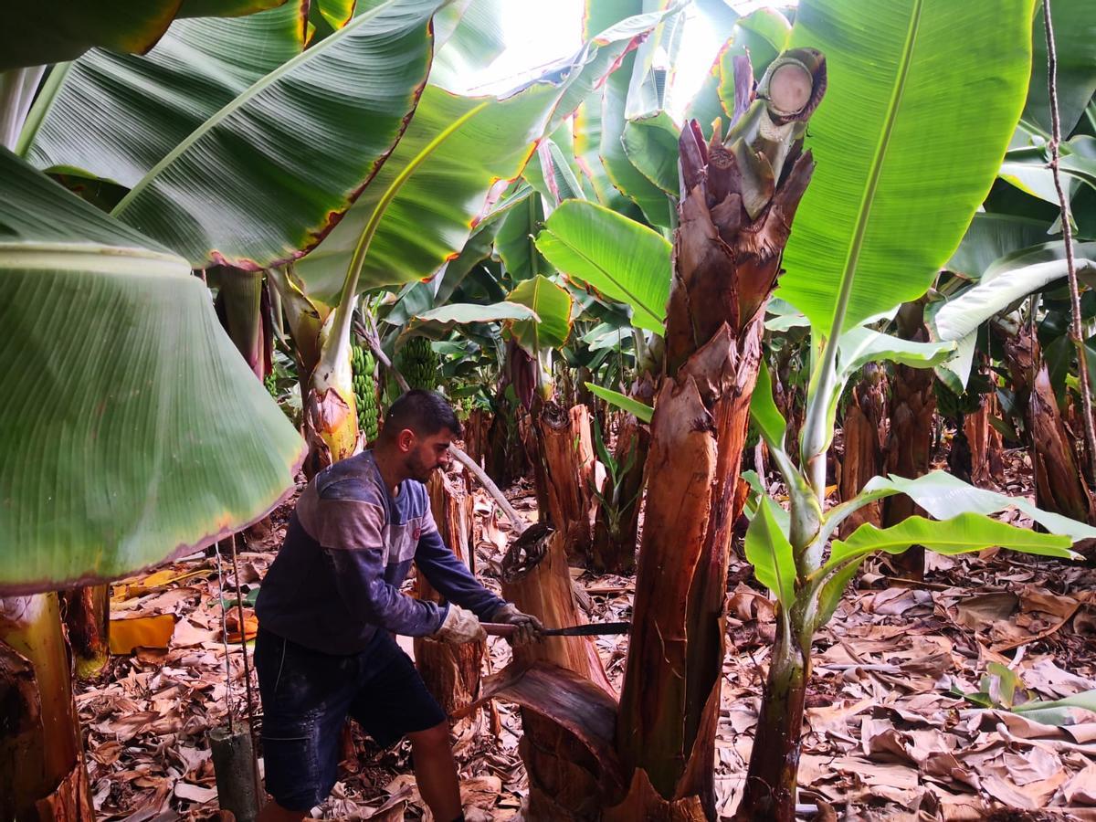 Un agricultor, cortando un rolo de platanera.