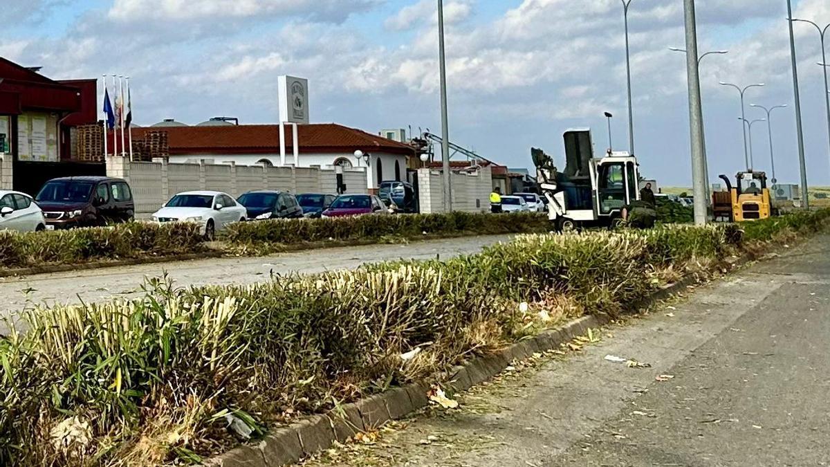 Jardineros trabajando en una mediana cercana al polígono industrial.