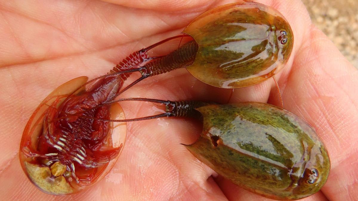 Los triops, una especie del Triásico