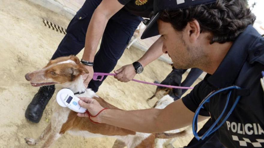 Agentes de la Policía Local, empleando el lector de microchips.