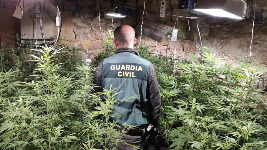 Un agente de la Guardia Civil en un invernadero de marihuana.