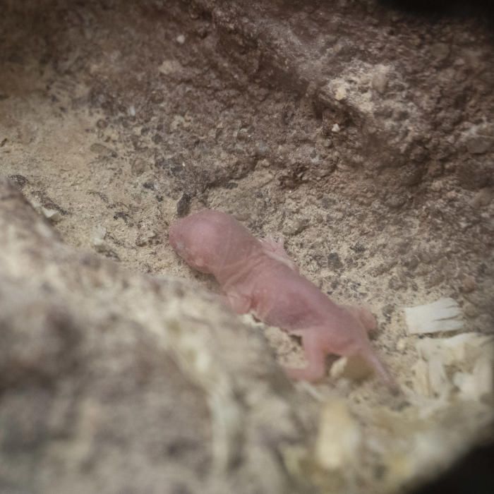 Nacen ratas topo en Bioparc Valencia