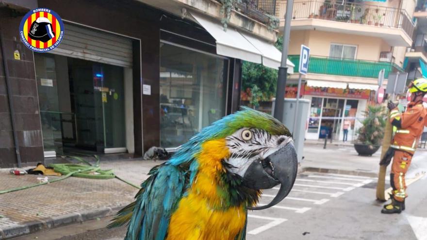 Salvan a un loro de un incendio en Gandia