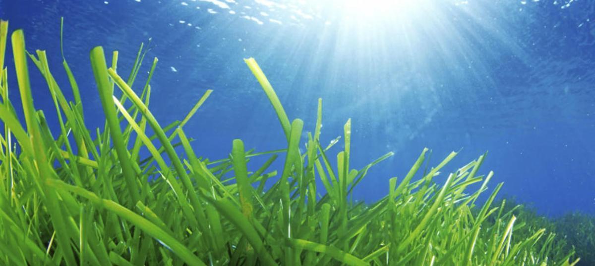 Una empresa mapeará las praderas de posidonia desde satélites