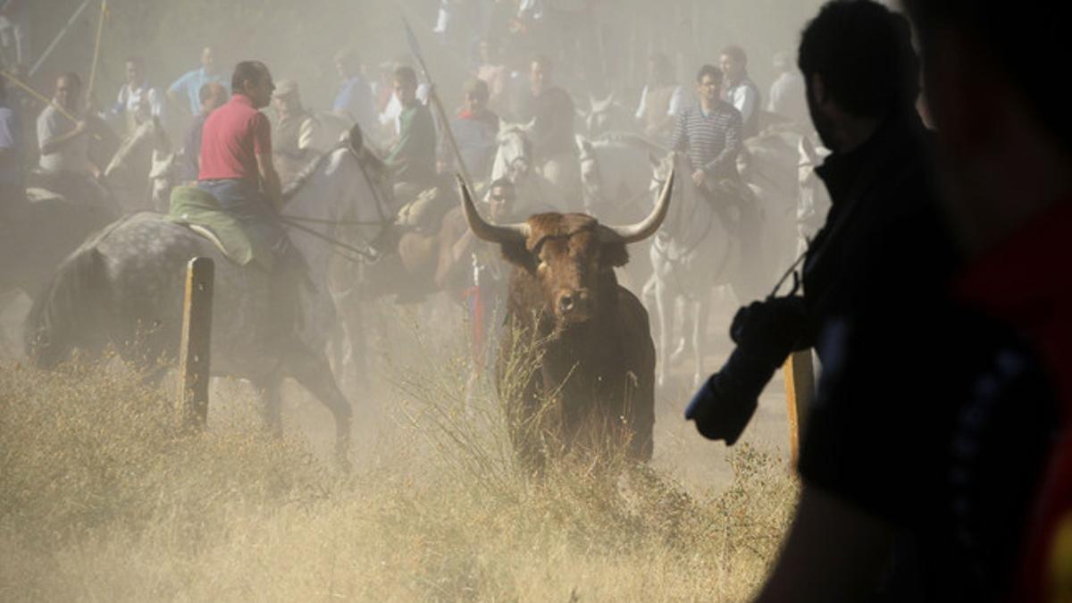 Hombres a caballo cercan al toro de la Vega