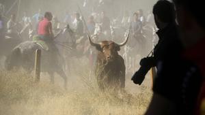 Homes a cavall envolten el toro de la Vega, aquest dimarts.