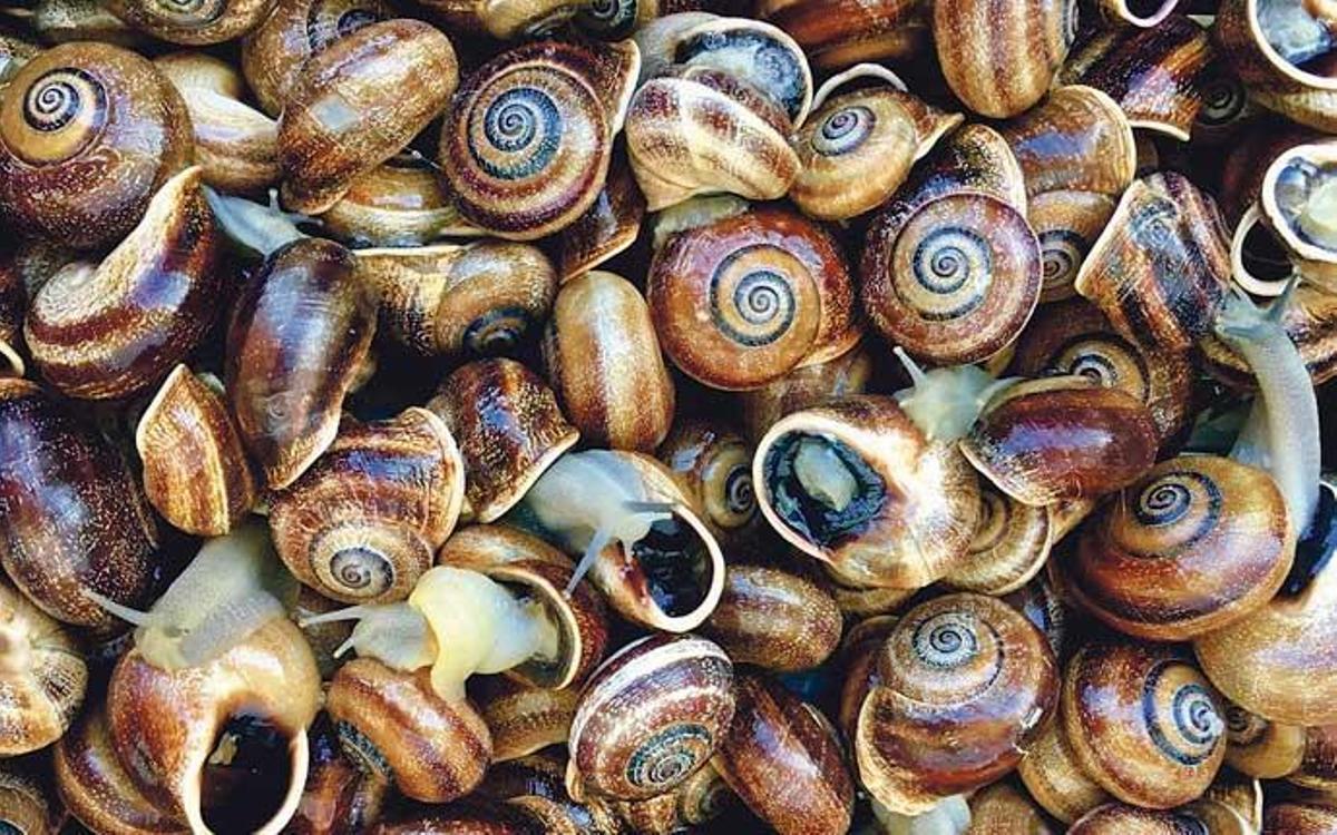 Nachhaltig gezüchtet: mallorquinische Schnecken.