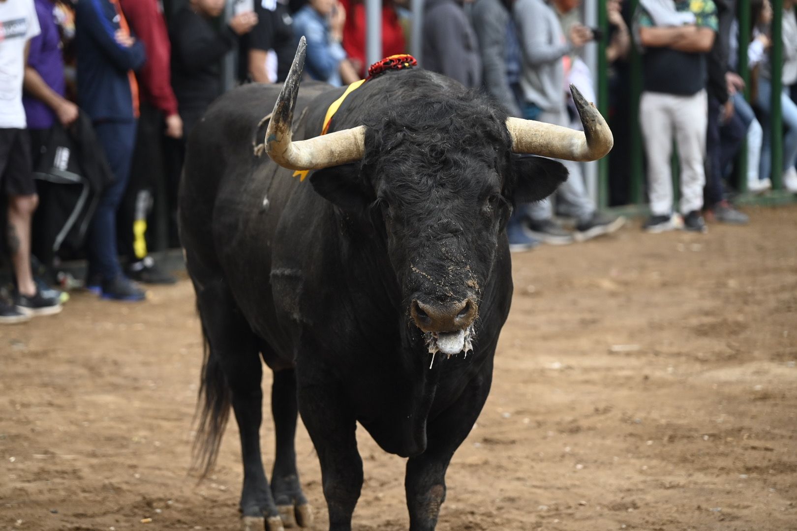 Galería | Las imágenes de la penúltima tarde de toros de las fiestas de Almassora