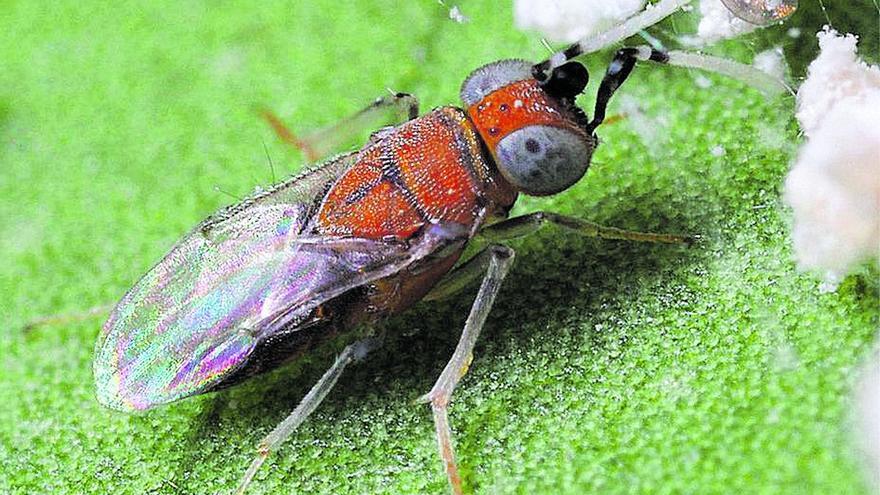 La suelta de depredadores y las trampas reducen a mínimos la presencia del ‘cotonet’ en el sector citrícola