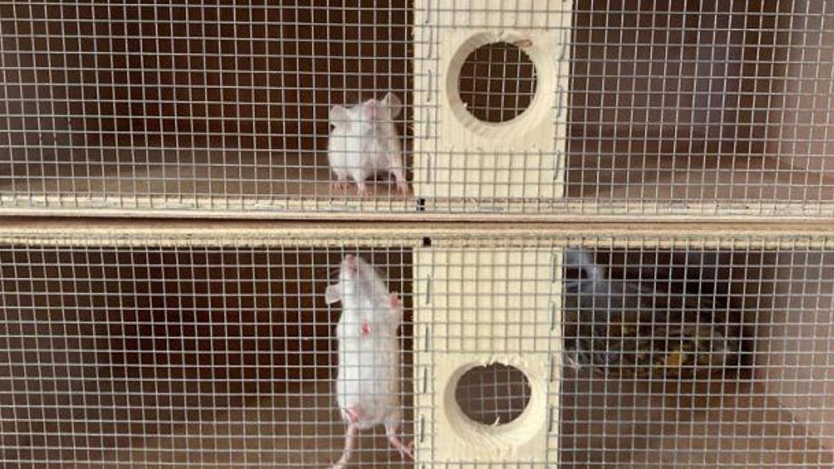 Trampas de serpientes con ratones
