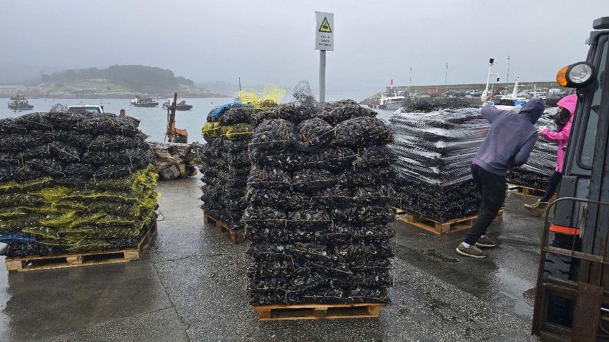 Los bateeiros explotan el óptimo estado del mejillón